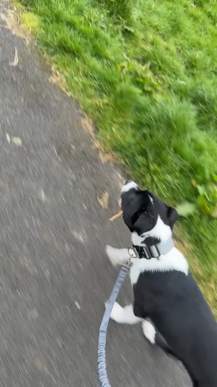 Mixed Breed dogs for sale: Cane corso for 5star home - Video 2