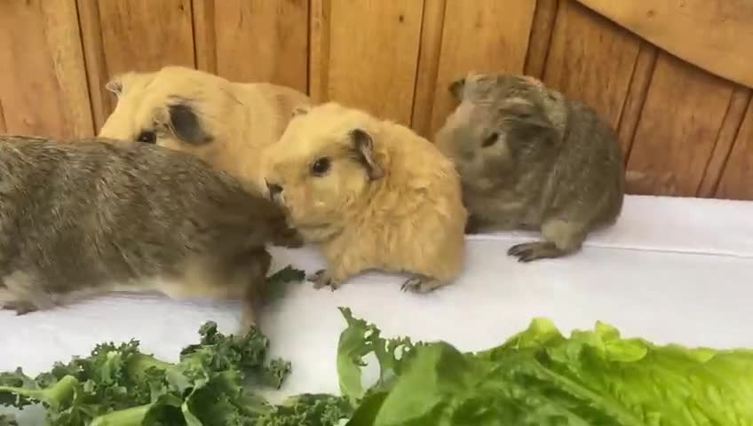 Guinea Pig rodents for sale: 4no Gorgeous baby Guinea pigs available  - Video 1