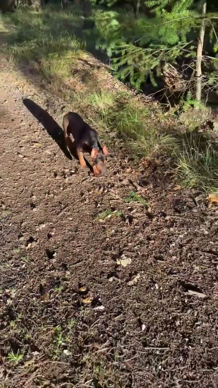 Chinese Red Dog dogs for sale: Chinese red dog 5 months old in Reading - Video 1