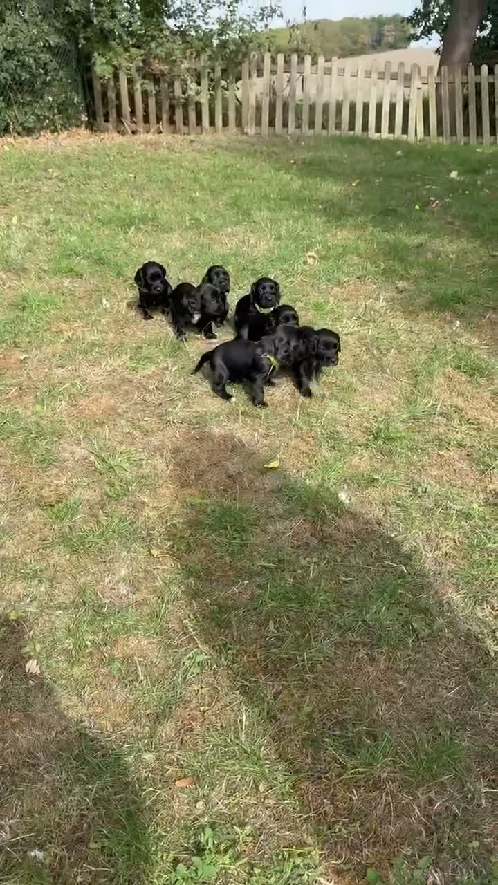Sprocker dogs for sale: Beautiful Sprocker Puppies  in Sudbury - Video 1