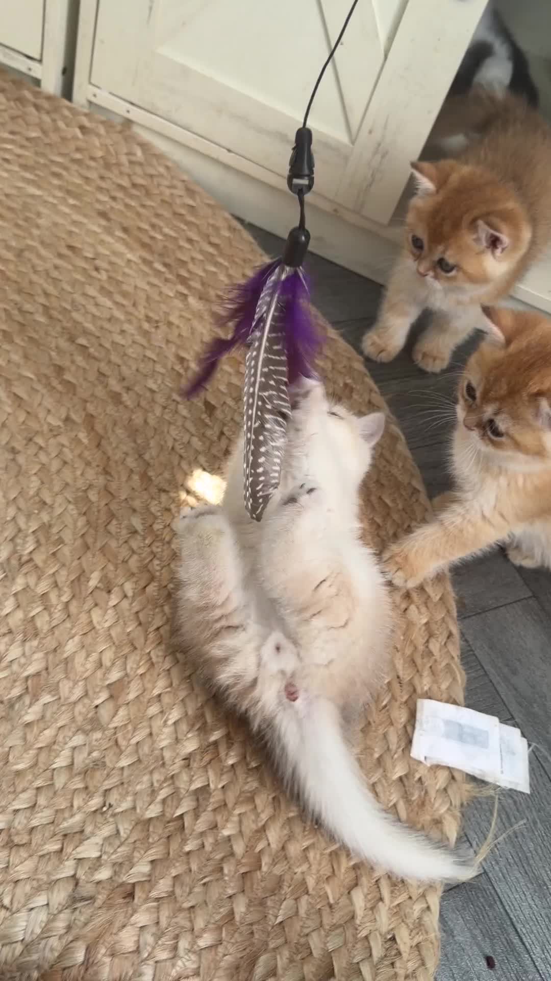 British Shorthair cats for sale: Two NY12 girls Available  - Video 2