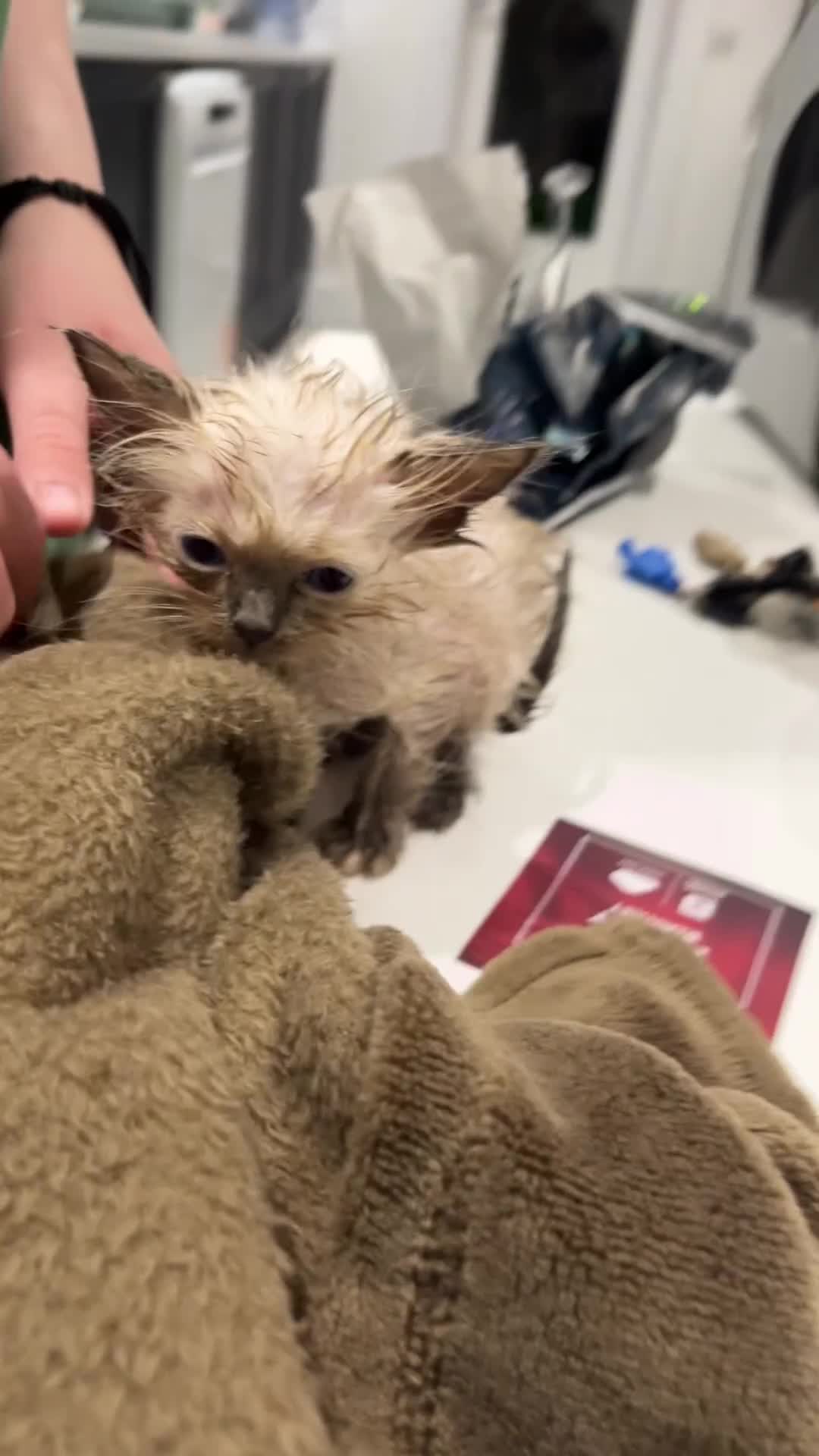 Ragdoll cats for sale: Singular Ragdoll kitten ready to go now! - Video 1