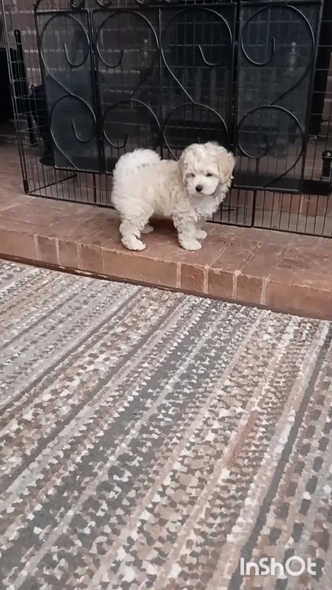Maltipoo dogs for sale: LAST BOY LEFT F1 Apricot & Cream Toy Maltipoo Pups - Video 1
