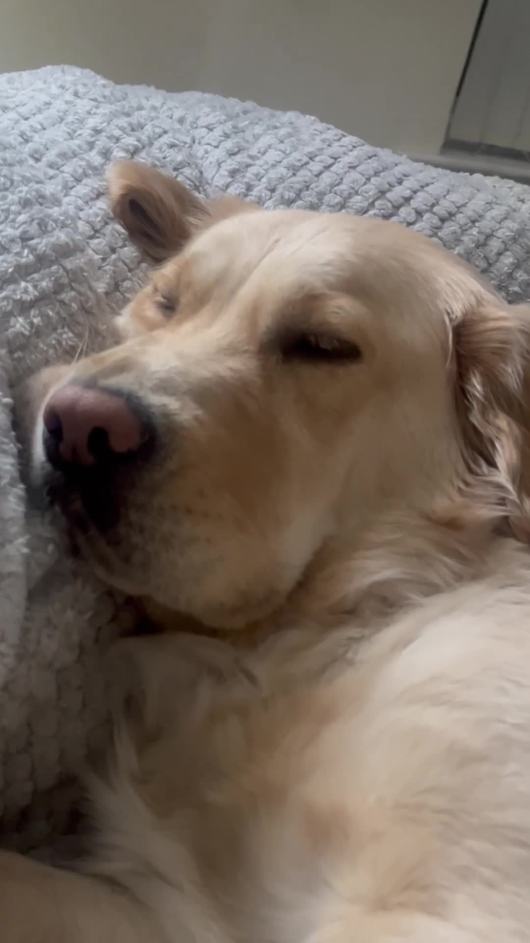 Goldador dogs for sale: Lottie 3 year old Goldador - Video 1