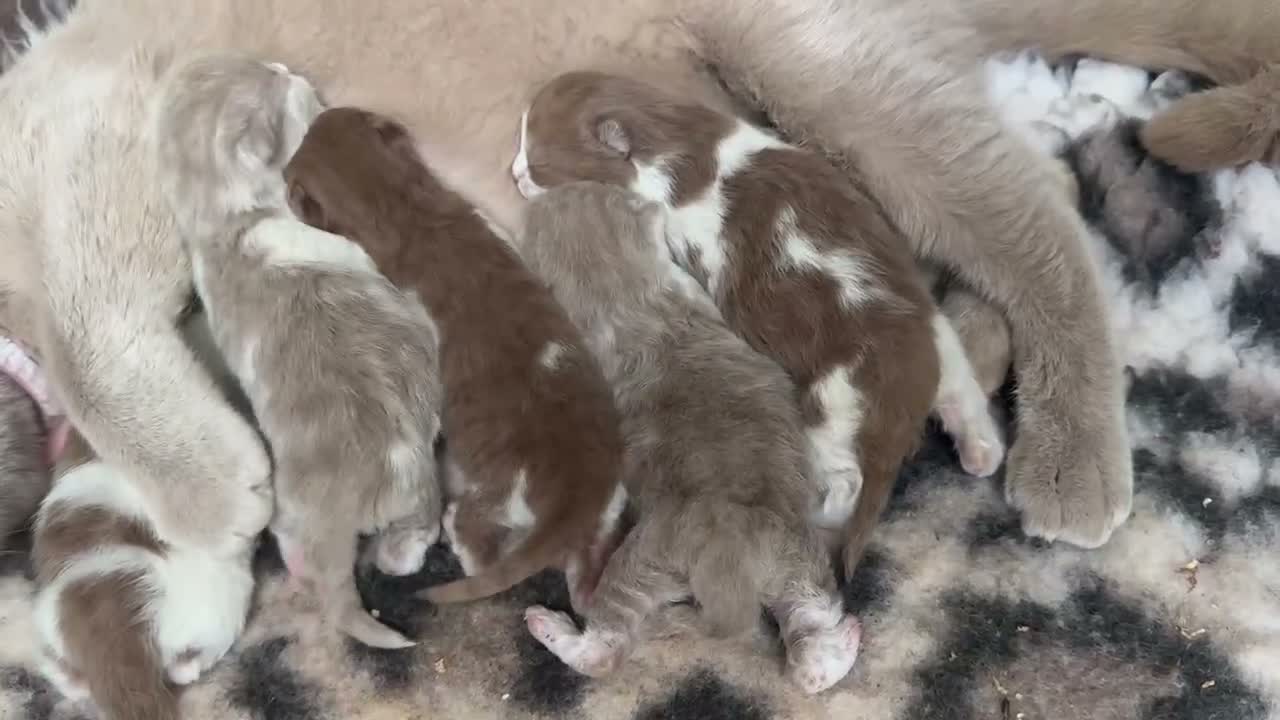 British Shorthair cats for sale: Cinnamon bi colour & fawn bi colour males  - Video 1