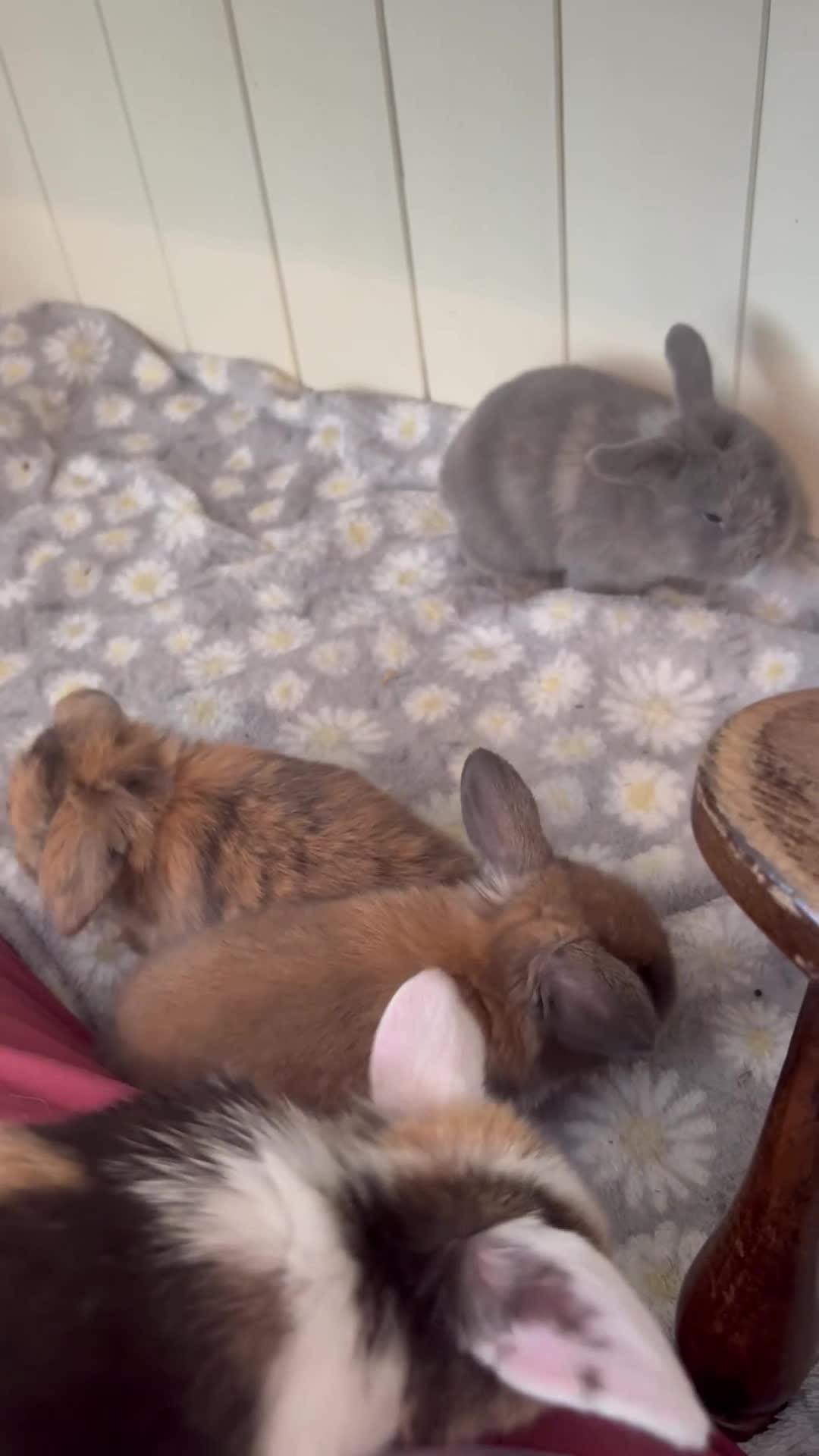 Mini Lop rabbits for sale: Mini lops-raised indoors-vaccinated  - Video 1