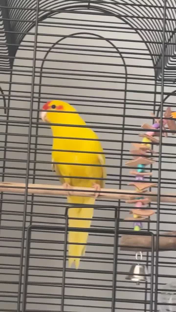 Parrots birds for sale: Beautiful young kakariki  - Video 2