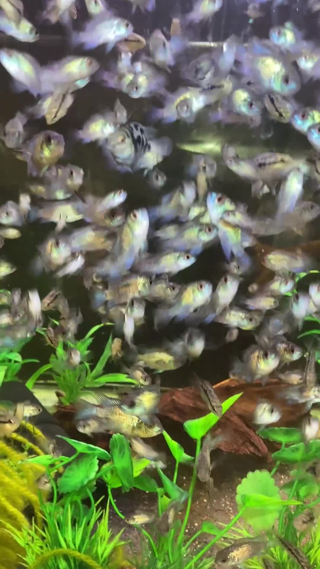 Other/Mixed Breed fish for sale: Different species available  - Video 1