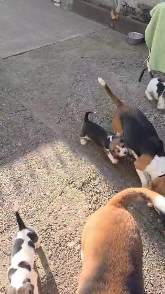 Beagle dogs for sale: Beagle puppies ready soon!!🐶💕 in Burton-on-Trent - Video 2