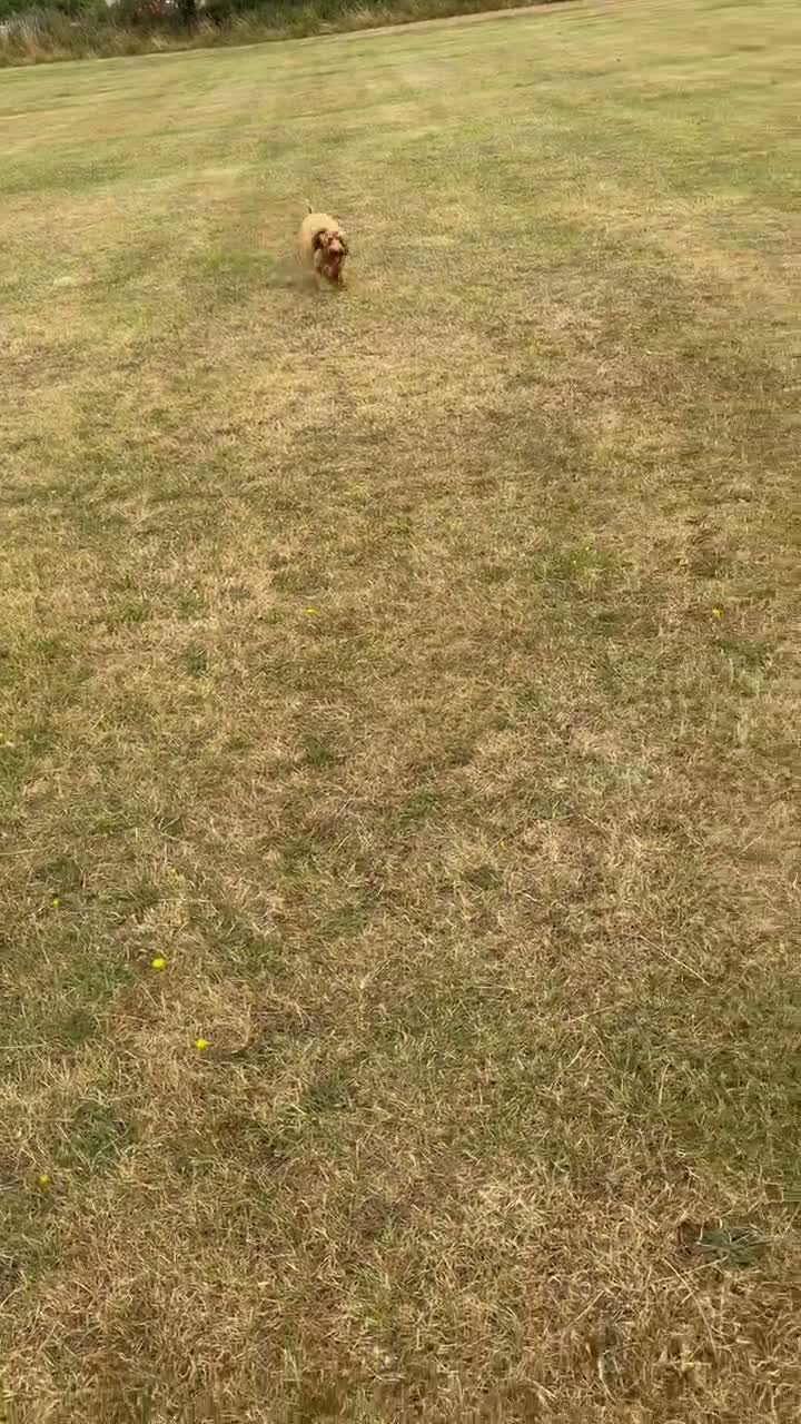 Cockapoo dogs for sale: Sarah - Video 1