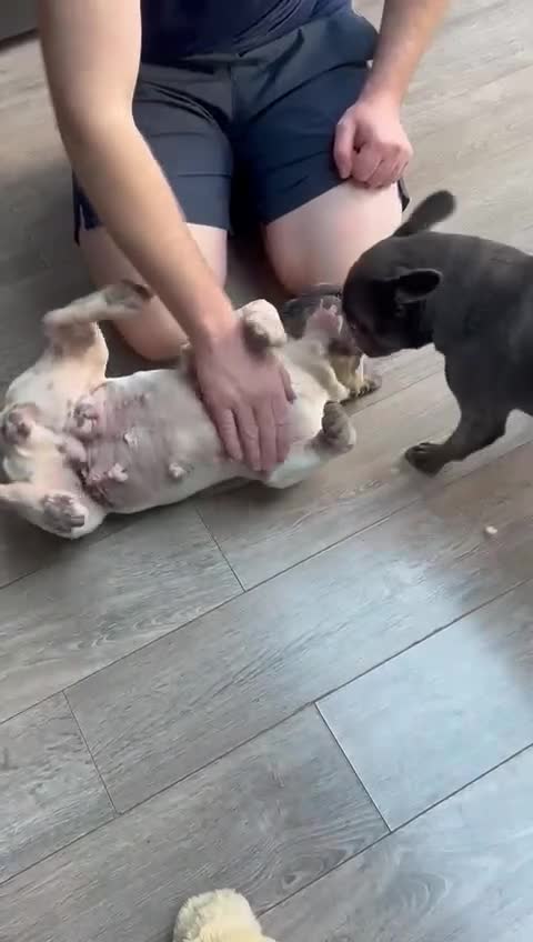 Mixed Breed dogs for adoption: 💖ELVA -a Sweet Frenchie Rescued From Starvation💖 - Video 3