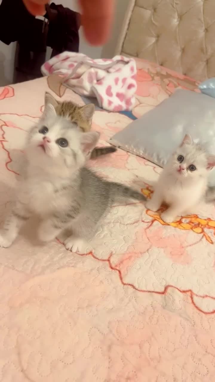 British Shorthair cats for sale: British short hair ❤️🥰 - Video 2