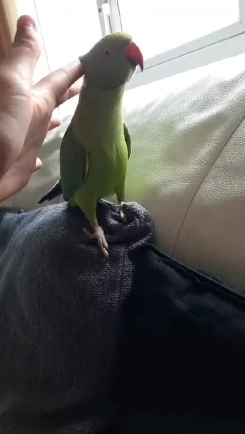 Parrots birds for sale: Indian Ringneck talking parrot + Cage + Toys - Video 3