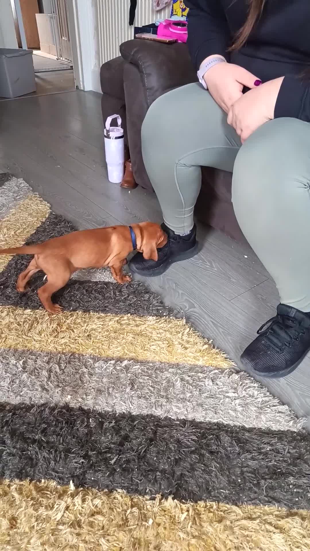 Hungarian Vizsla dogs for sale: * KC Reg Hungarian Vizsla pups 3 Girls* available  - Video 2