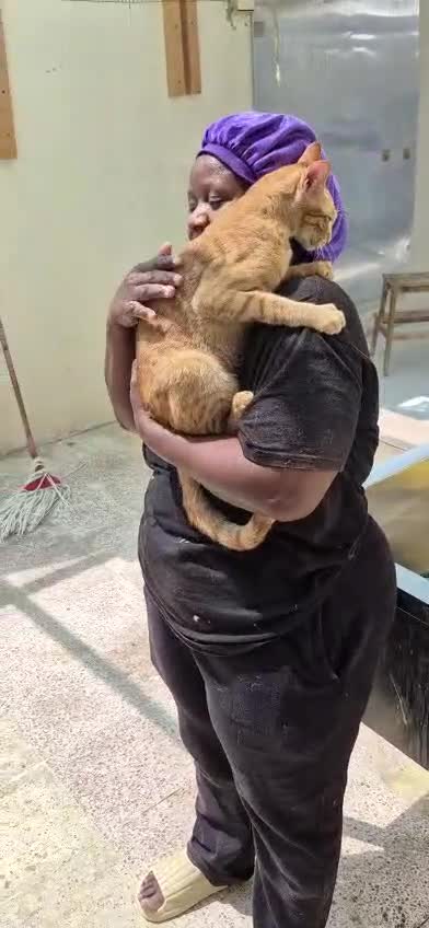 Arabian Mau cats for adoption: Harry - Video 1