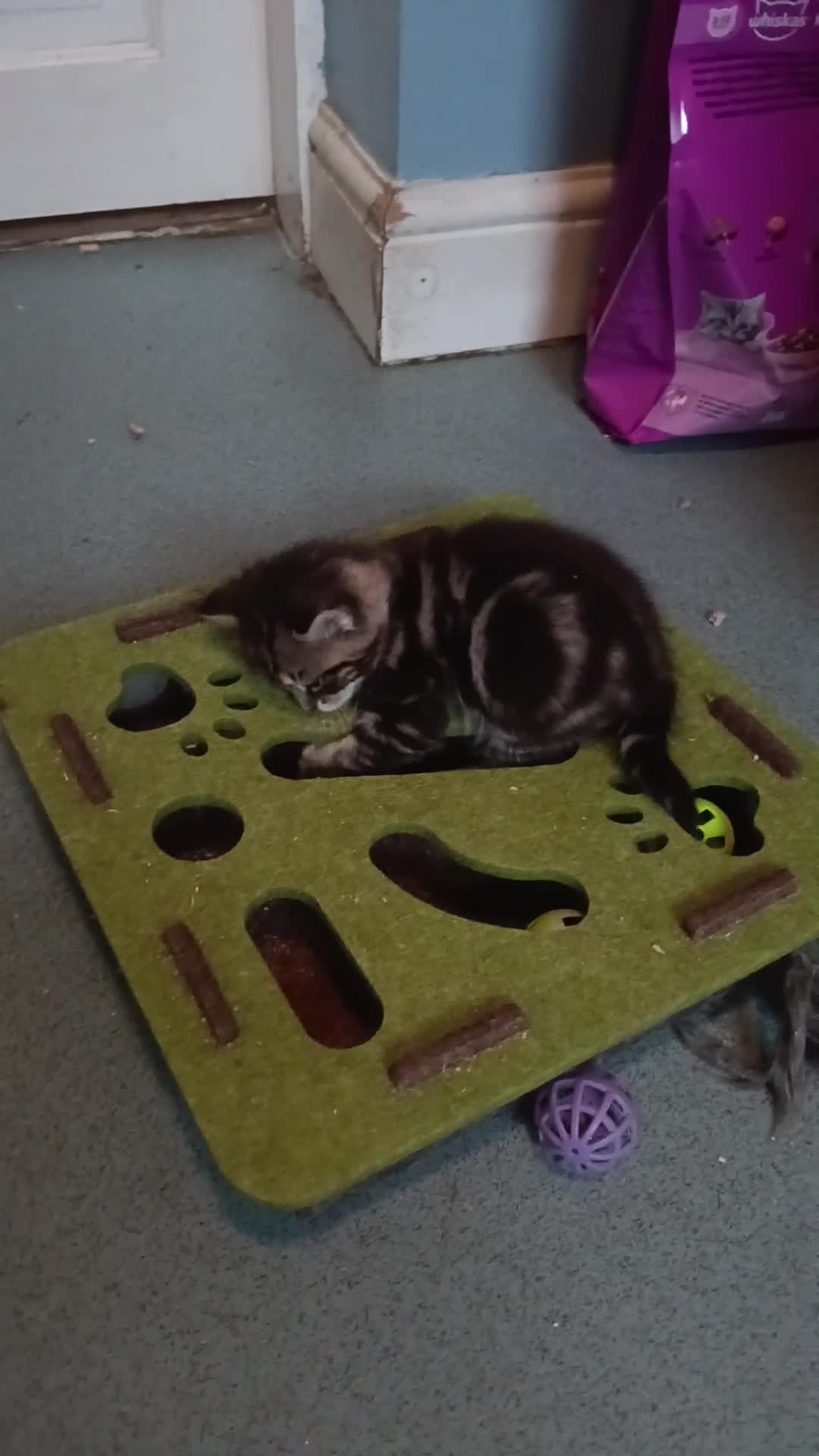 Mixed Breed cats for sale: Kittens for sale - Video 1