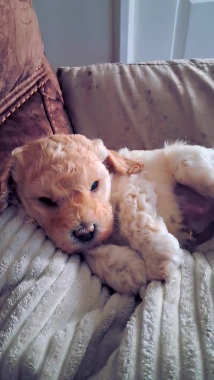 Cockapoo dogs for sale: Adorable F1B Cockapoo Puppies ready 6th November - Video 3