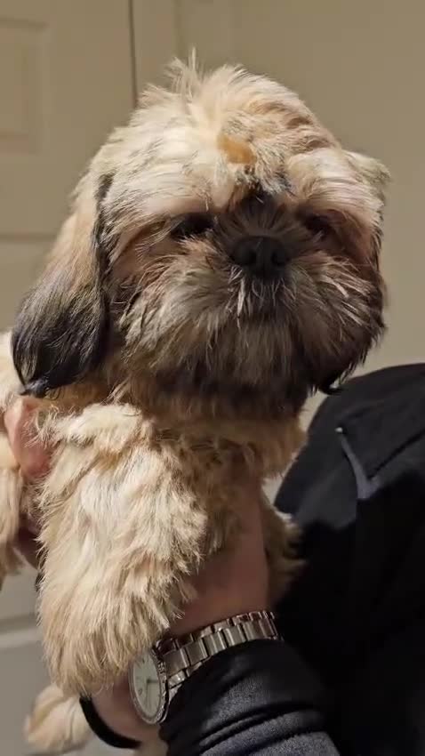 Shih Tzu dogs for sale: STUNNING PURE STANDARD SHIH TZU  - Video 4