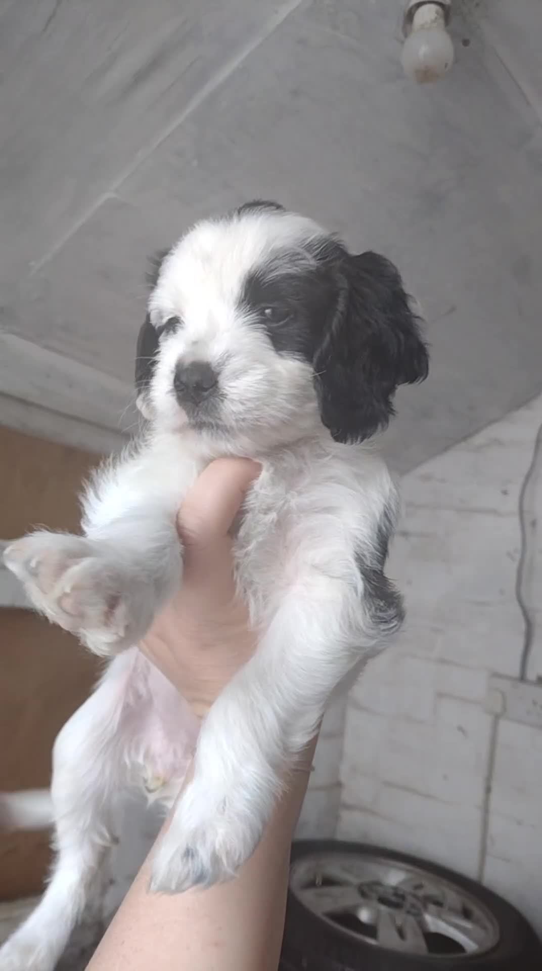 Field Spaniel dogs for sale: Spaniel puppies  - Video 2