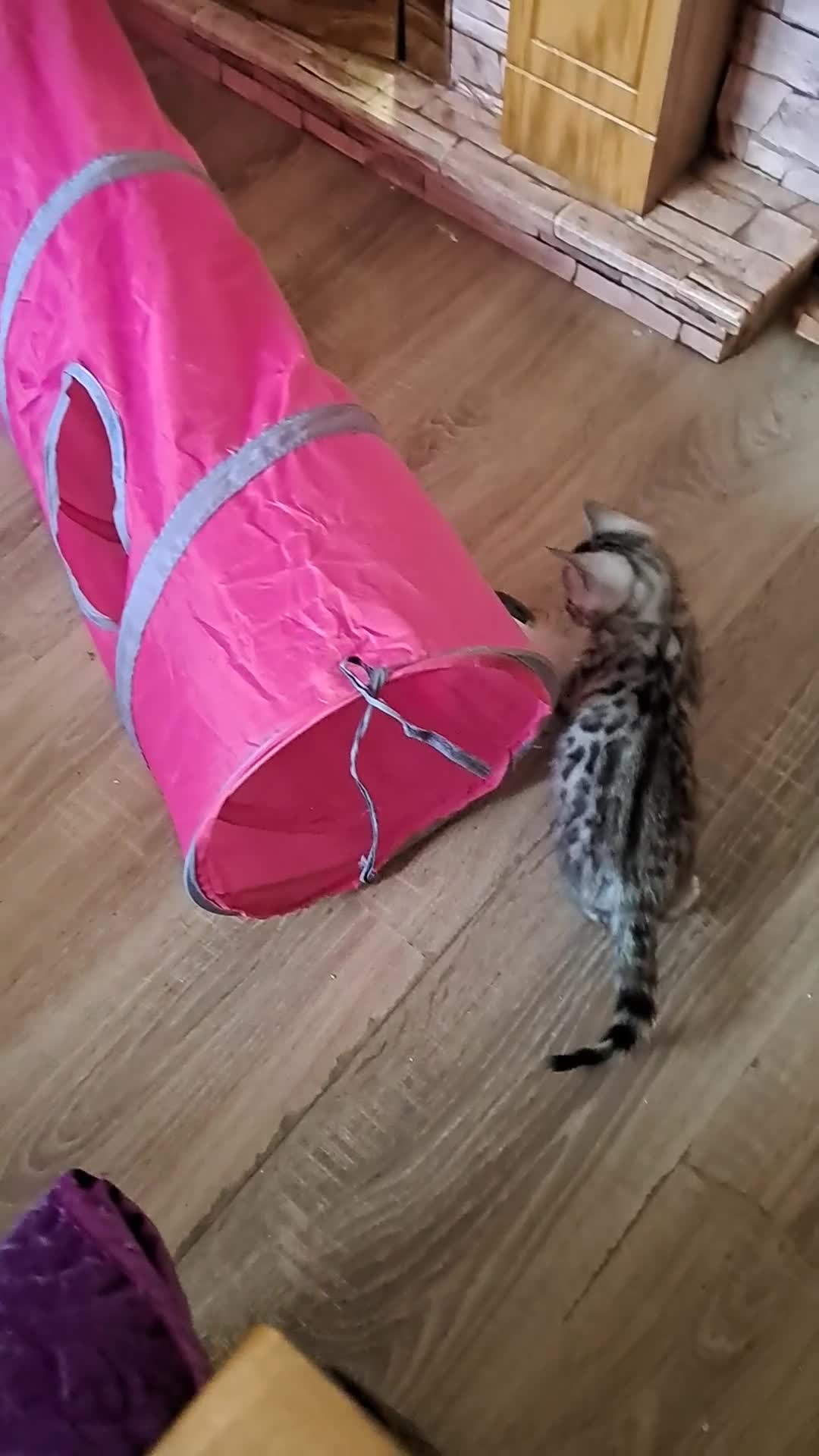 Bengal cats for sale: Beautiful Silver Bengal Kitten for Sale  in Pontypridd - Video 2