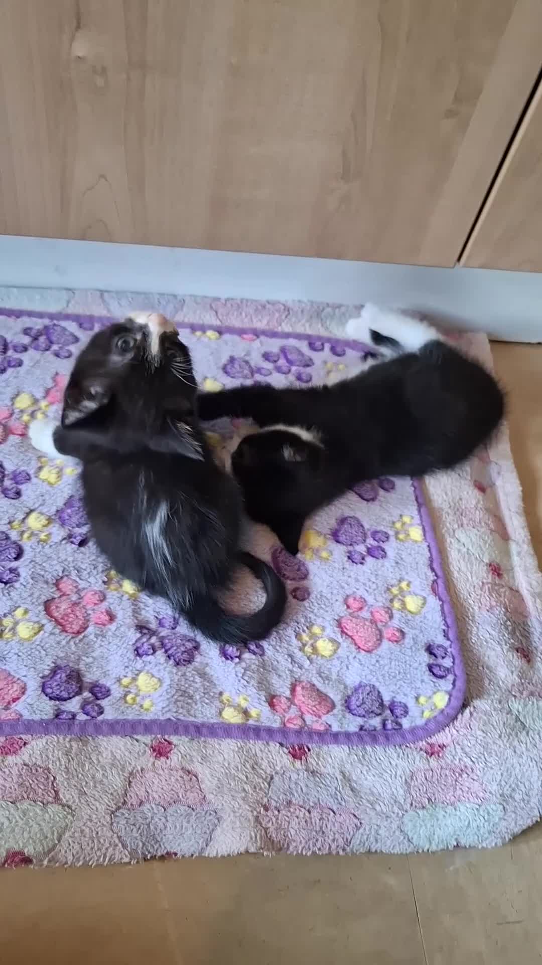 Domestic Shorthair cats for sale: 5 Beautiful, Playful Kittens - Video 3