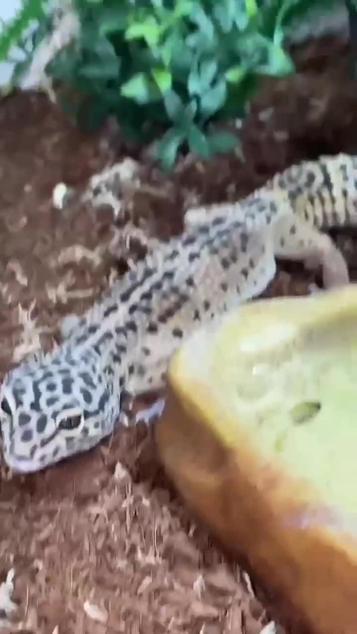 Leopard Gecko reptiles for sale: 120 gallon exo terror tank leopard gecko in Manchester - Video 2