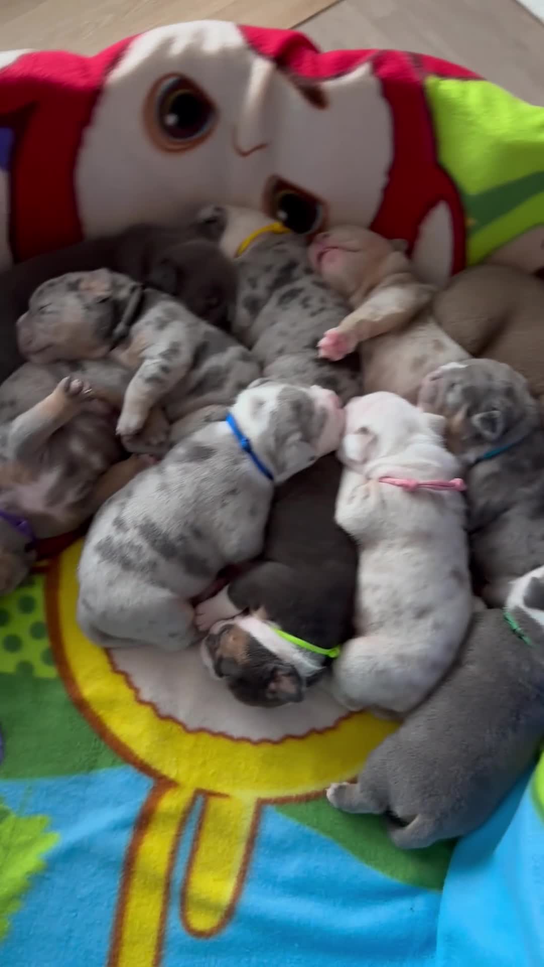 Old Tyme Bulldog dogs for sale: Only 1 beautiful pup left ( Bertie)  - Video 1