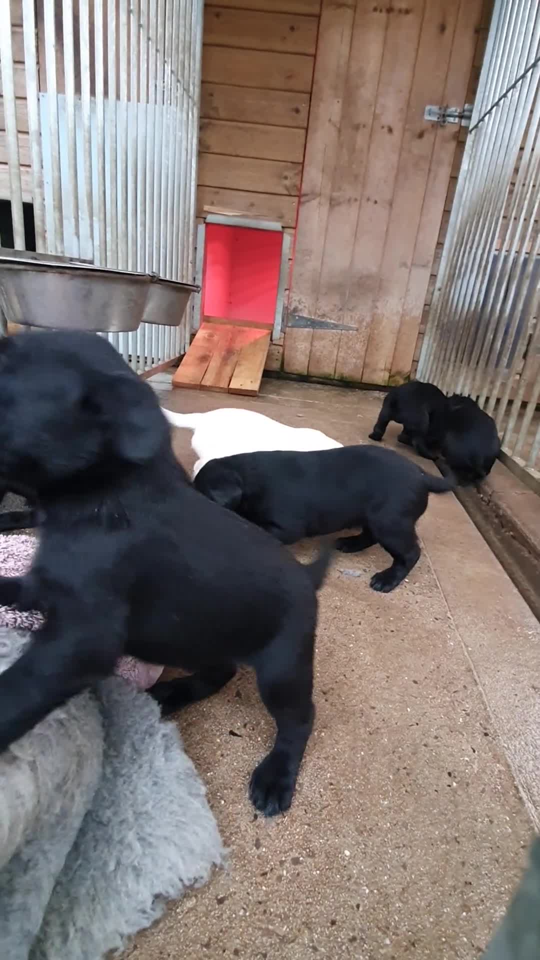 Labrador Retriever dogs for sale: Labrador puppies - Video 1