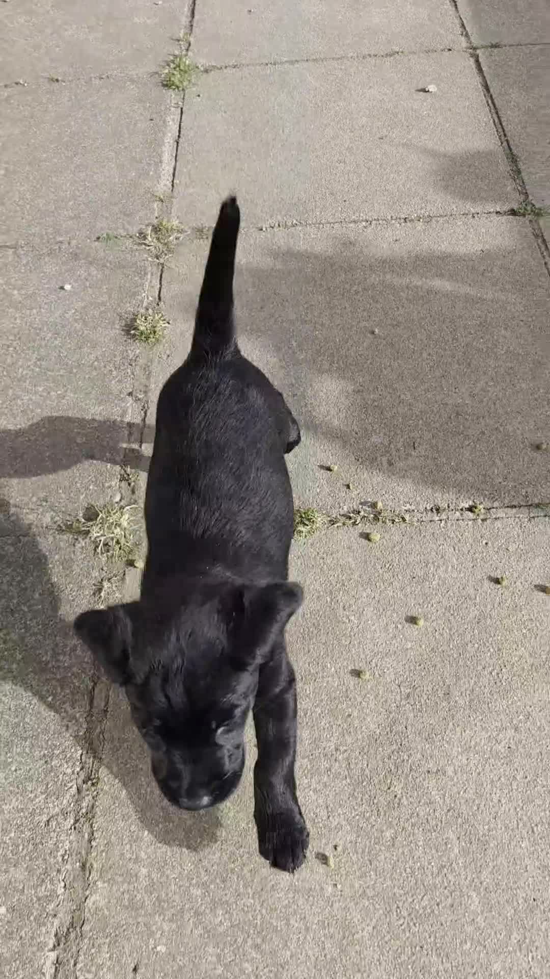 Labrador Retriever dogs for sale: 1 beautiful black labrador boy left - Video 1