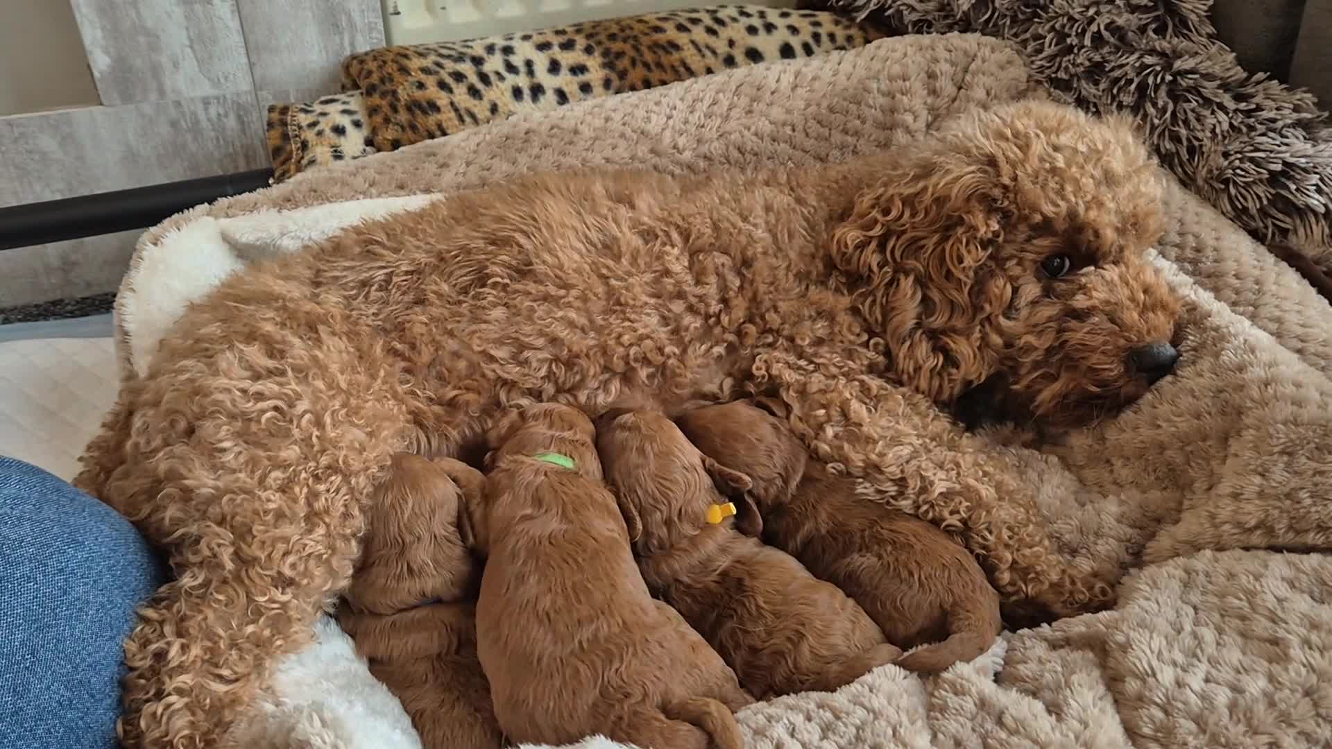 Cavapoo dogs for sale: 🧸 5 Cavapoo Puppies Oxfordshire 🧸 - Video 1