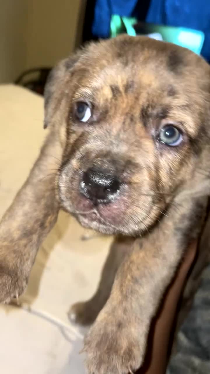 Mixed Breed dogs for sale: Cane corso x catahoula x bulldog mixbreed - Video 2