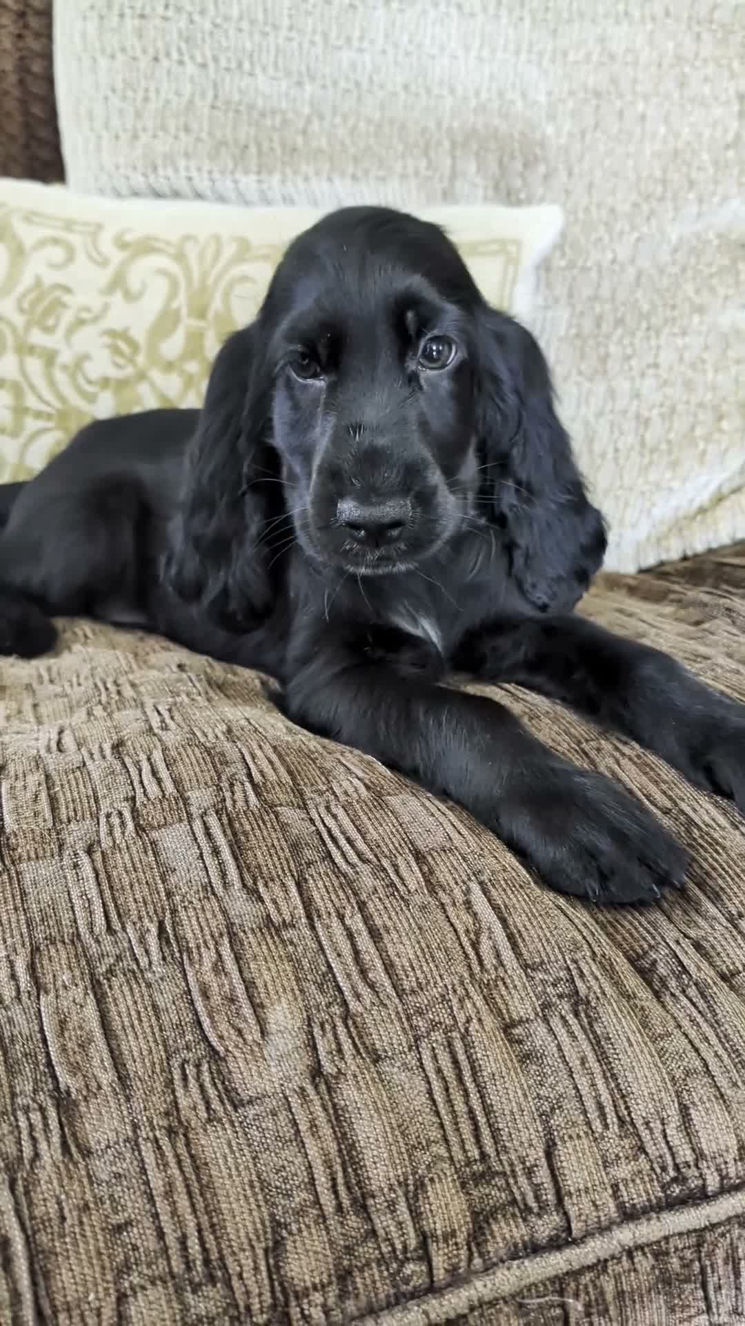 Cocker Spaniel dogs for sale: Health Tested KC Reg Showline Cocker Spaniel Pups - Video 3