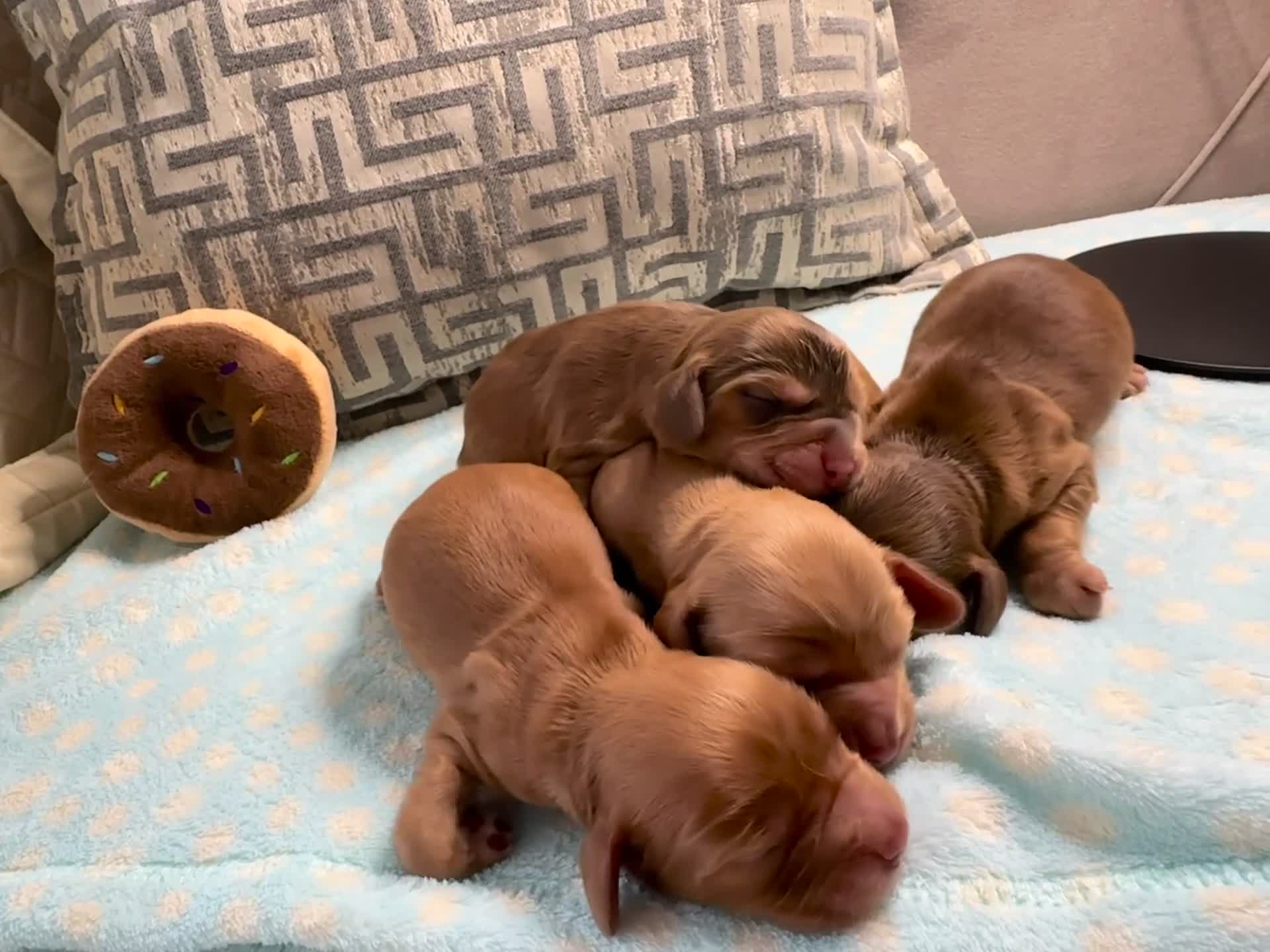 Cocker Spaniel dogs for stud: PROVEN STUD 100% show cocker, KC REG, Clear health in Tonbridge - Video 2