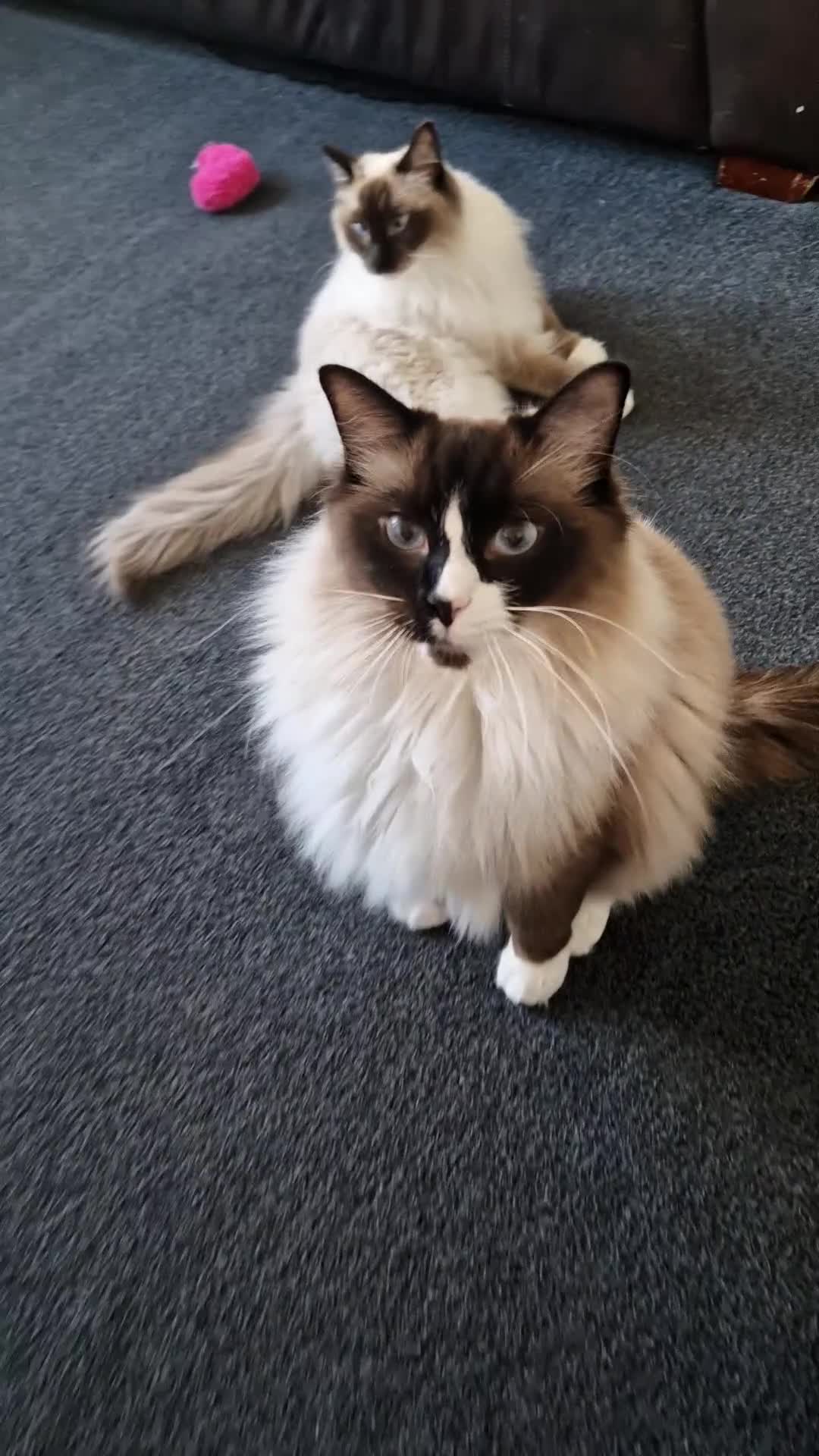 Ragdoll cats for sale: Oscar and barbe beautiful ragdol cats - Video 3