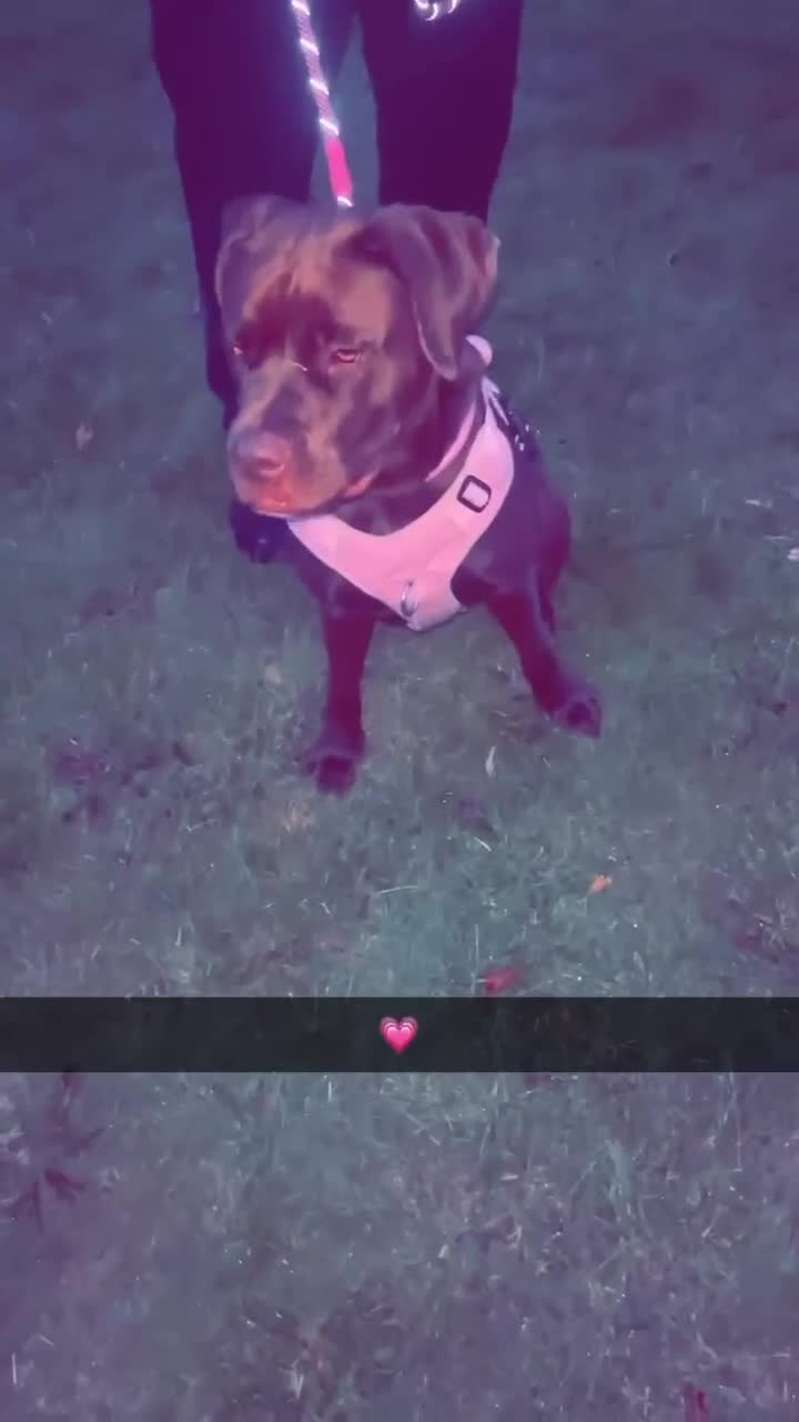 Mixed Breed dogs for sale: Labrador cross staff - Video 1