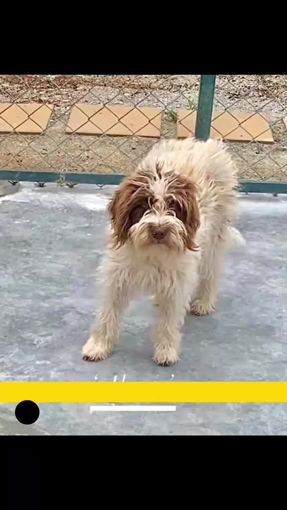 Mixed Breed dogs for adoption: Hattie. 5 yrs approx. Reserved STC.  - Video 1