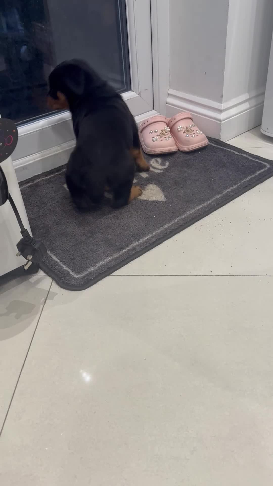 Rottweiler dogs for sale: Puppy’s ready to go - Video 2