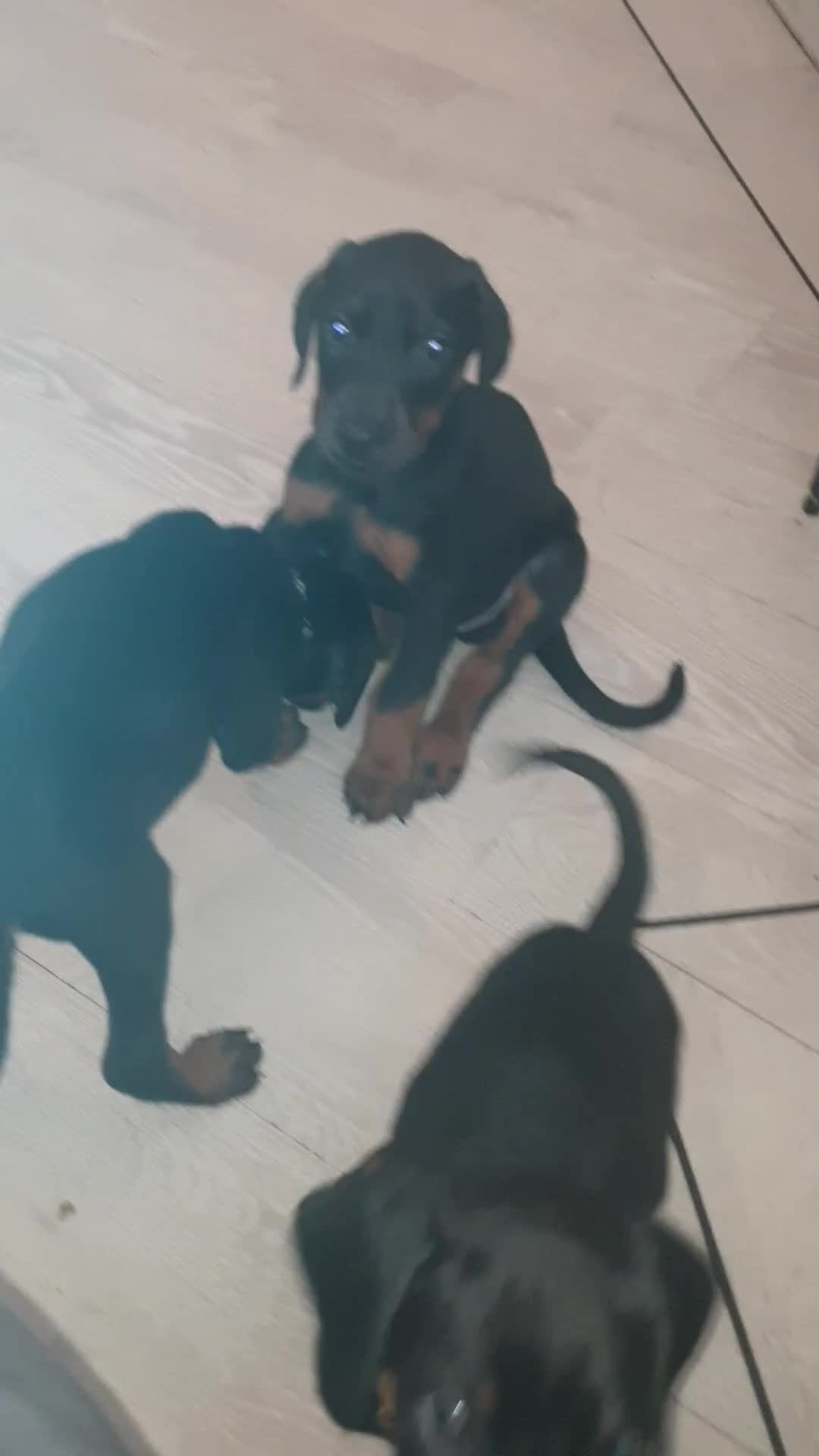 Dobermann dogs for sale: ☆☆Ready to leave Today  Black Doberman Puppies☆☆ - Video 4