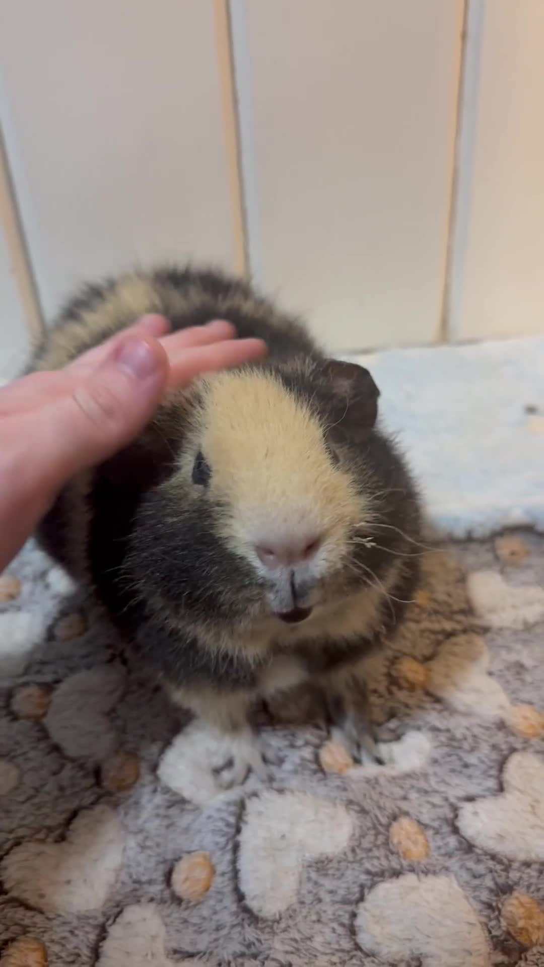 Guinea Pig rodents for sale: Bumble & Mochi Two Loving Male Guinea Pigs  - Video 1