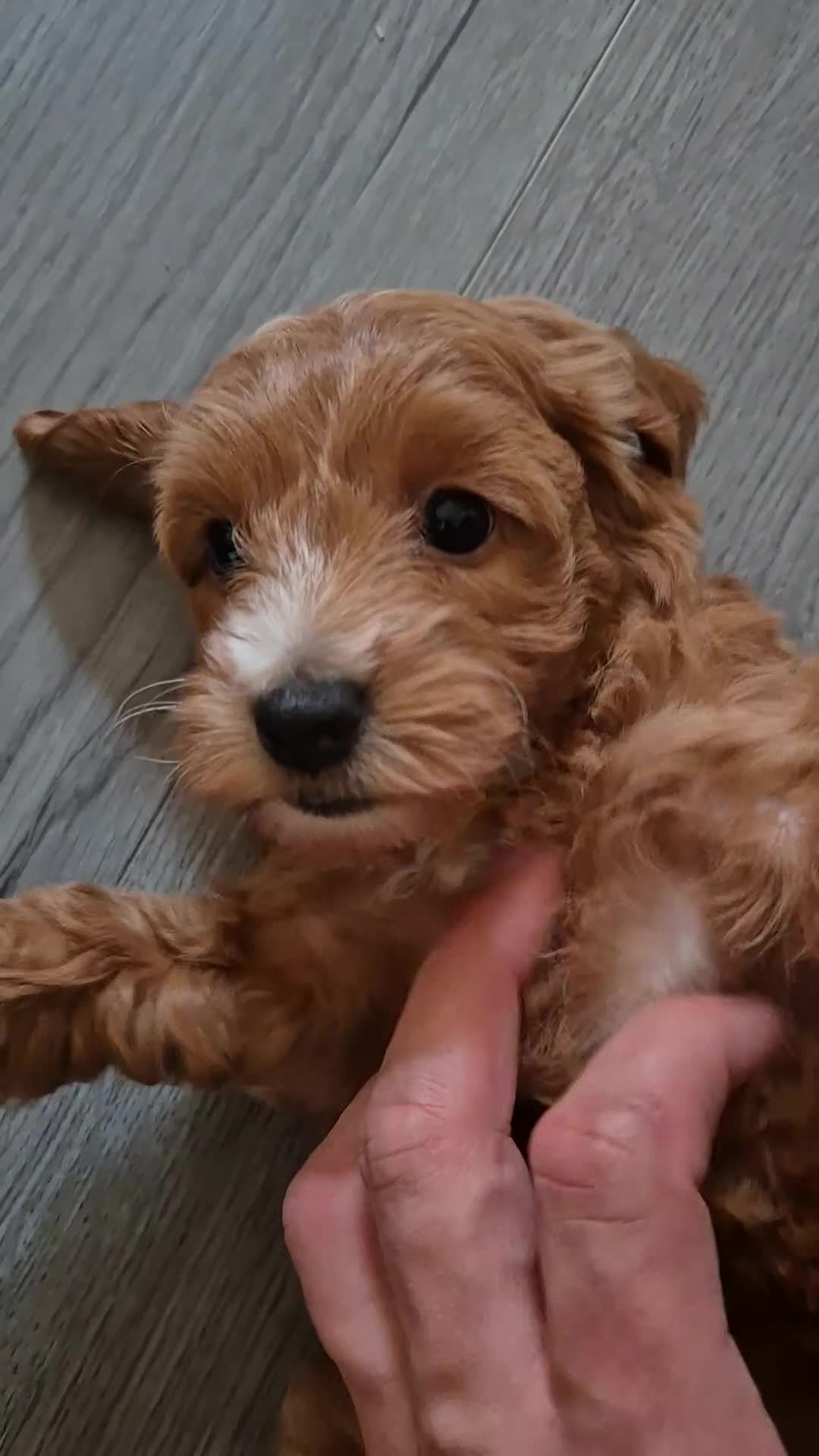 Cockapoo dogs for sale: Gorgeous Cockapoo For Sale - Video 2