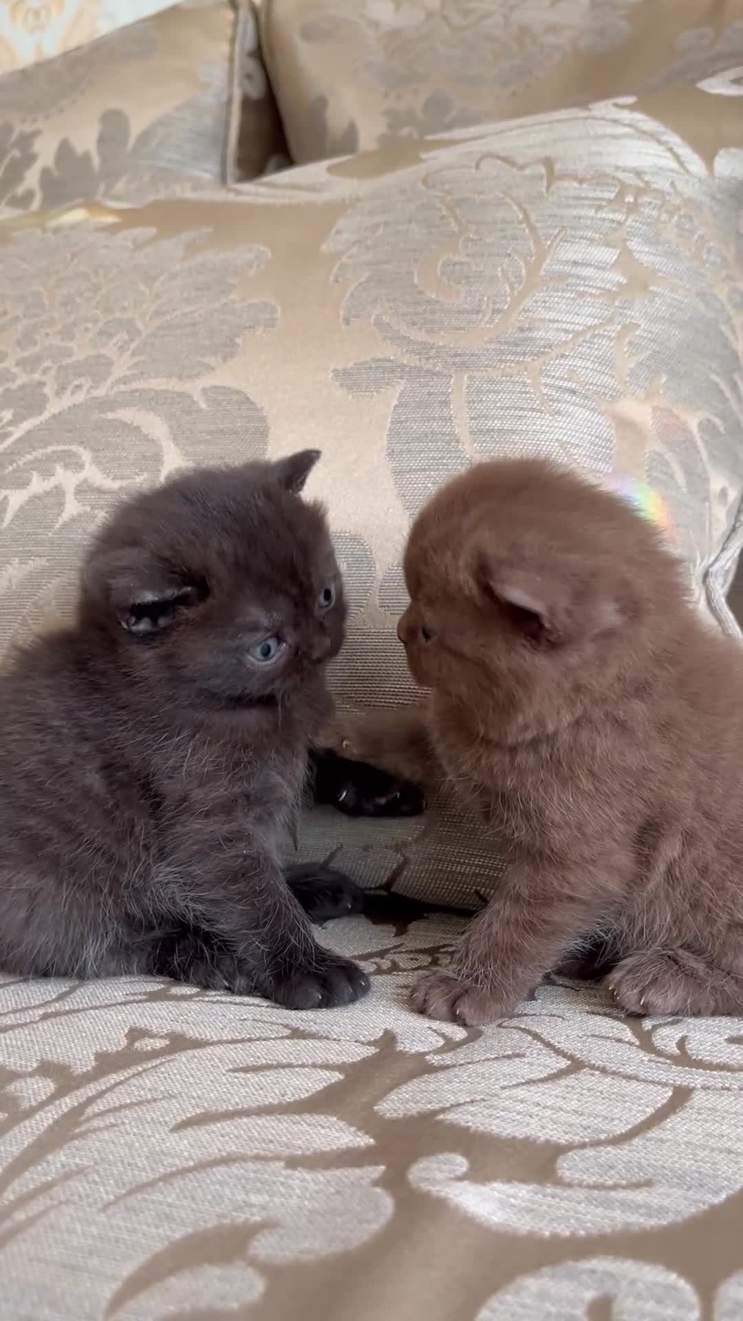 Scottish Fold cats for sale: Super Special Scottish fold babies - reg. pedigree - Video 1