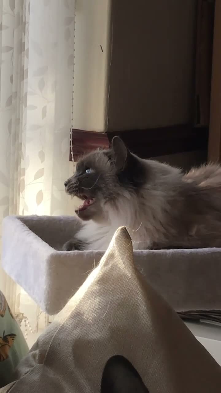 Ragdoll cats for sale: Loving home needed in Lincoln - Video 2