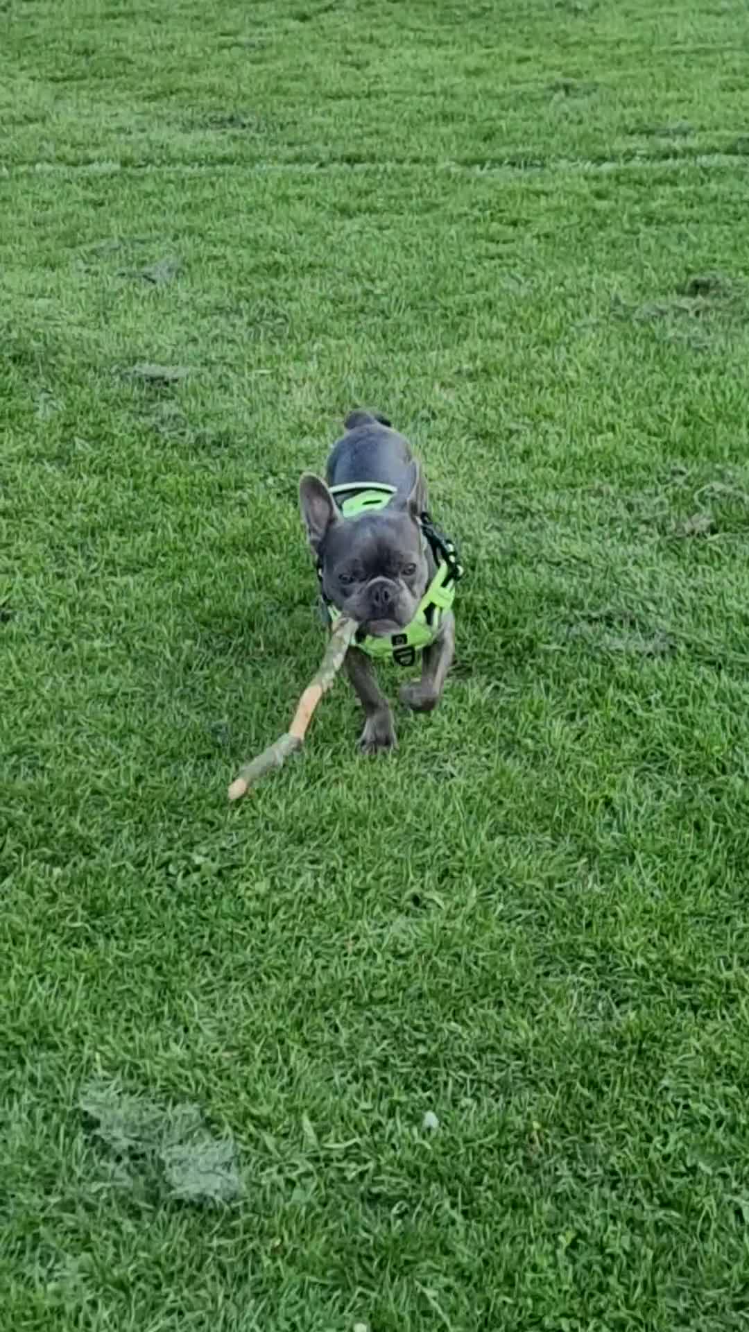 French Bulldog dogs for sale: Beautiful Blue/Lilac French Bulldog Male – 8 Month - Video 1