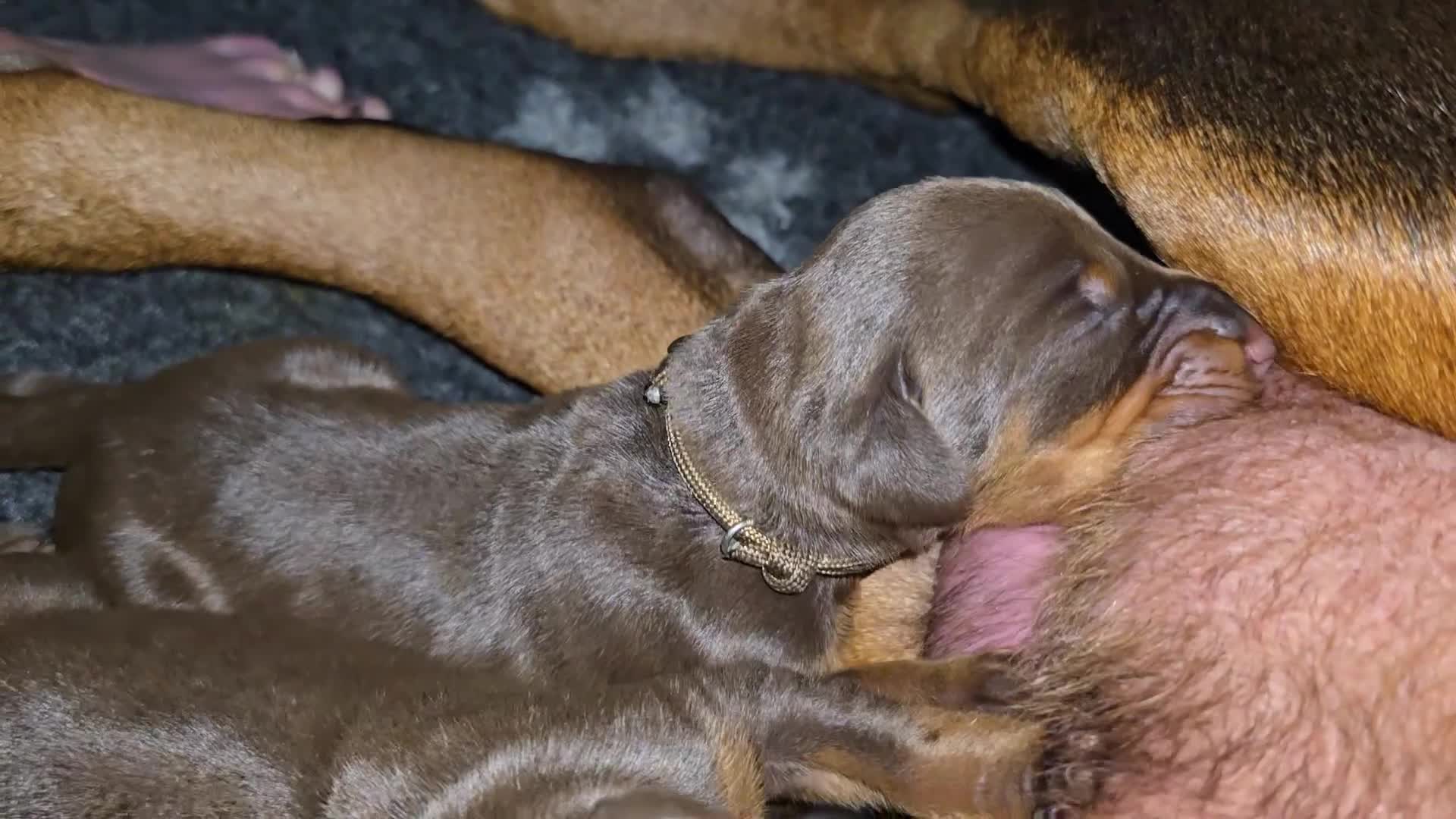 Dobermann dogs for sale: *HEALTH TESTED,HOME REARED,STUNNING DOBERMAN PUPS - Video 3