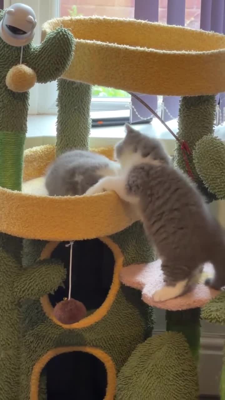 British Shorthair cats for sale: British Shorthairs - Video 1