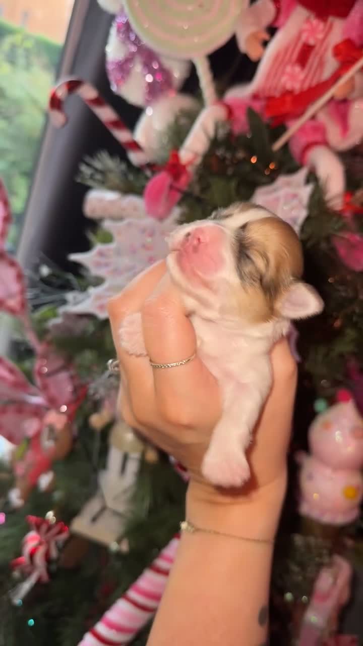 Mixed Breed dogs for sale: Beautiful pups for sale!  - Video 2