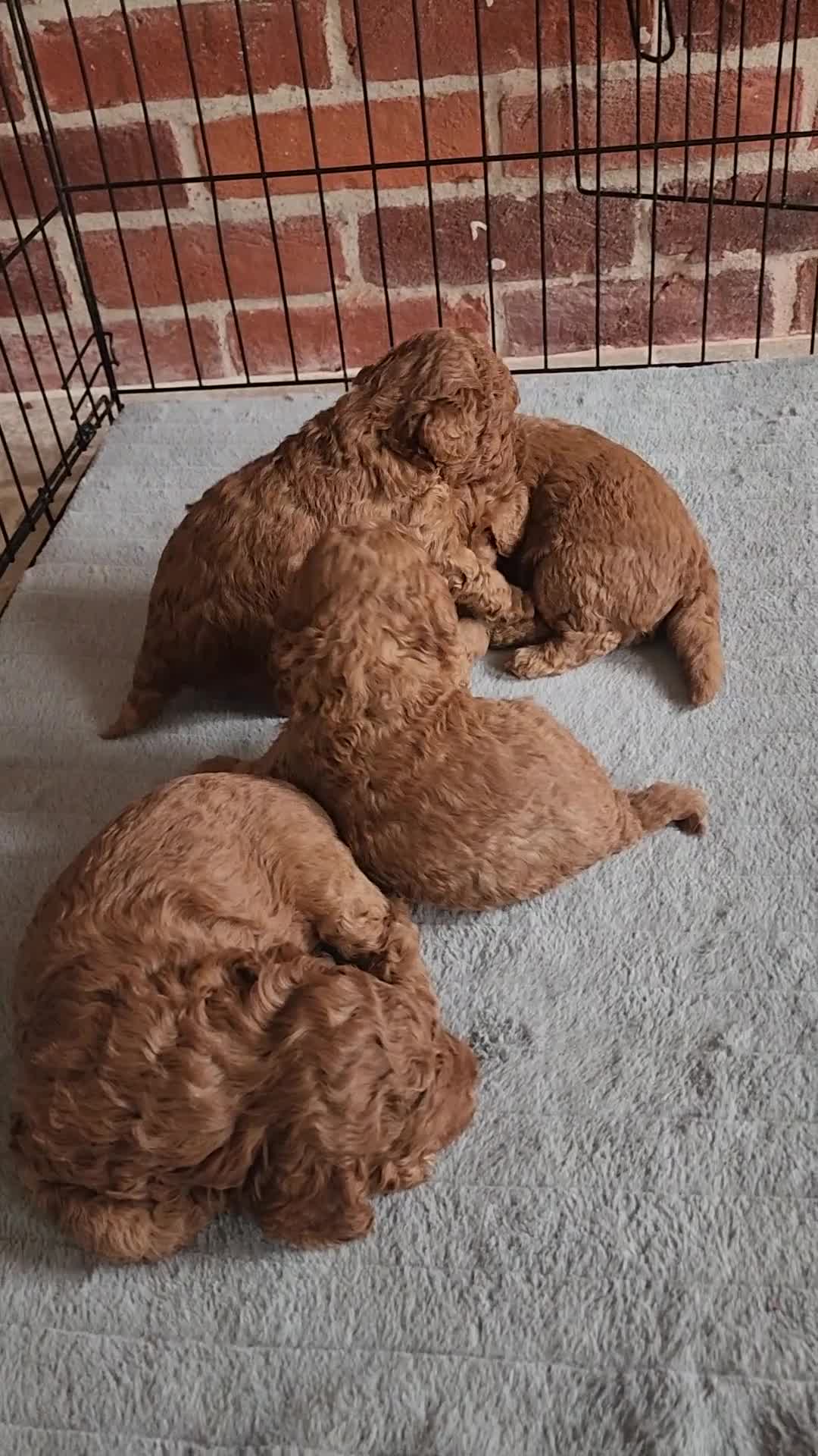 Labradoodle dogs for sale: 🐾 Beautiful F2b Mini Labradoodle Puppies  - Video 2