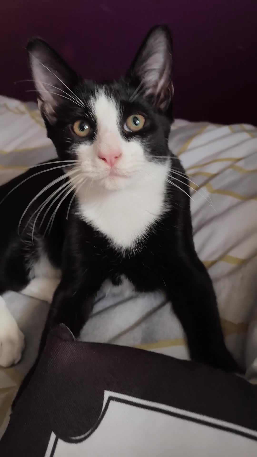 Mixed Breed cats for sale: Mixed breed black and white male - Video 1