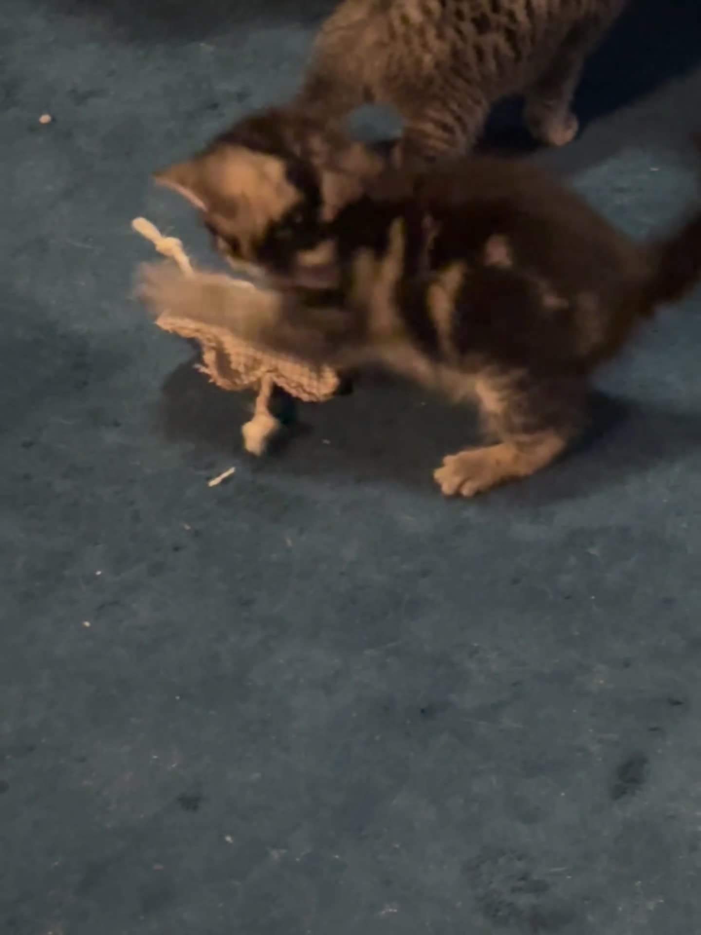 Mixed Breed cats for sale: Beautiful kittens looking for there forever homes  in Brentford - Video 1