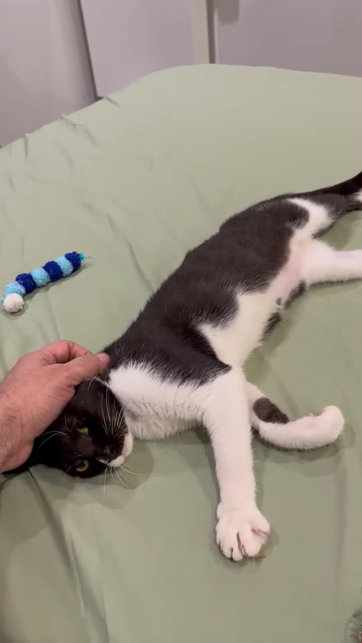 Mixed Breed cats for adoption: DAISY - SOFT GENTLE SPAYED KITTEN USED TO DOG - Video 4